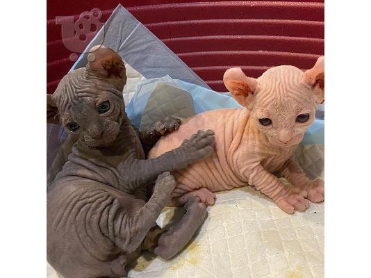 PoulaTo: Sphynx Kittens For Sale