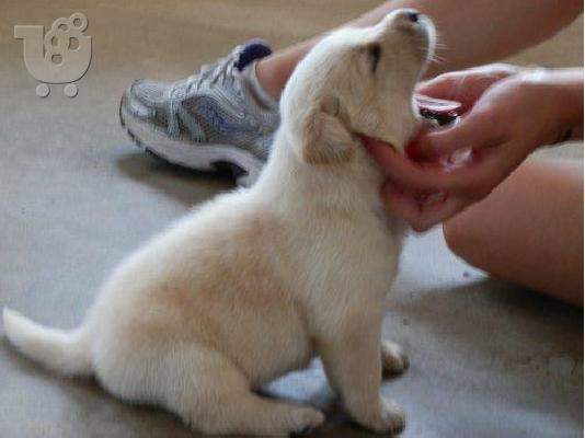 PoulaTo: Labrador Retriever κουτάβι