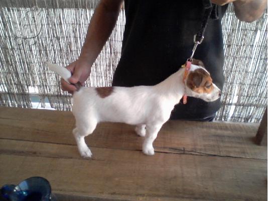 Jack Russell Terrier
