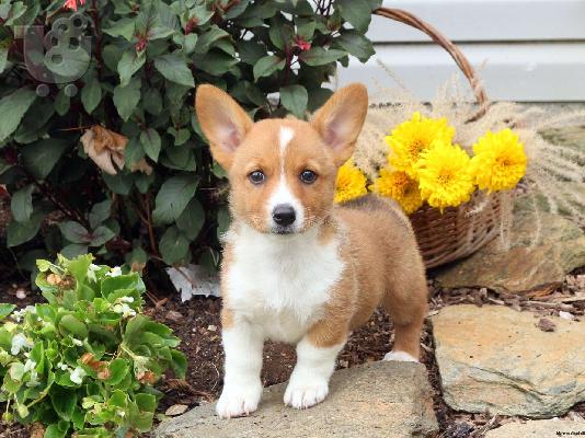 PoulaTo: Pembroke Welsh Corgi