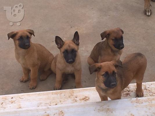 PoulaTo: Μαλινουά Malinois