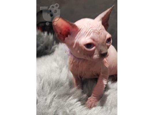 Γεια σας έχω προς πώληση όμορφα γατάκια Sphinx. Έμαθε...