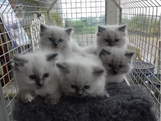 PoulaTo: birman x ragdoll