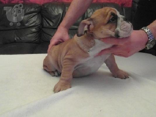 Μια εξαιρετική κουτάβι British Bulldog,