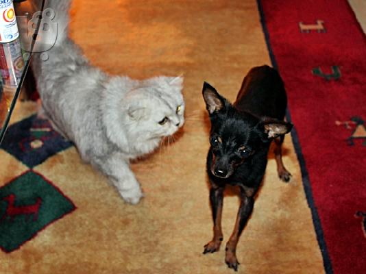 Russian Toy Terrier  (Super mini)