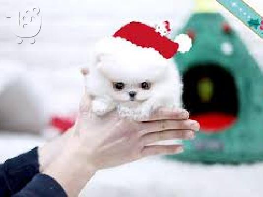 Αξιολάτρευτο κουτάβι Pomeranian που ψάχνει να στεγάσει...