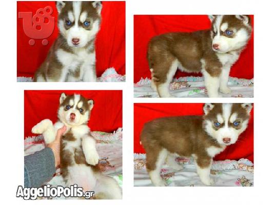 PoulaTo: Χάσκι Σιβηρίας (Siberian Husky