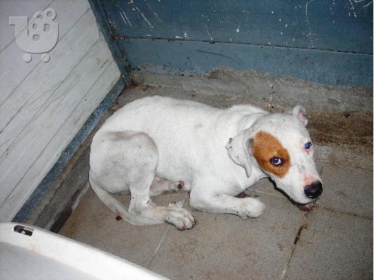 PoulaTo: PIT-BULL ΗΜΙΑΙΜΟ ΧΑΡΙΖΕΤΑΙ