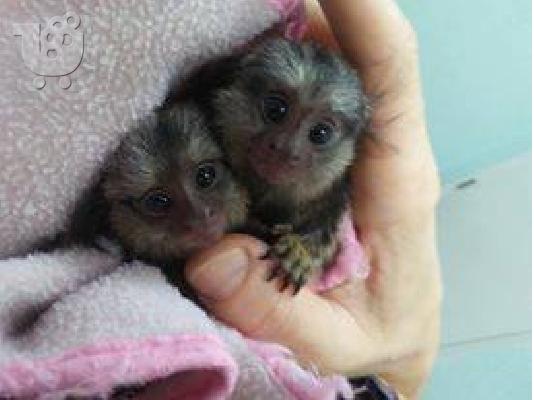 PoulaTo: 9 εβδομάδες παλιό μωρό Marmoset πιθήκους