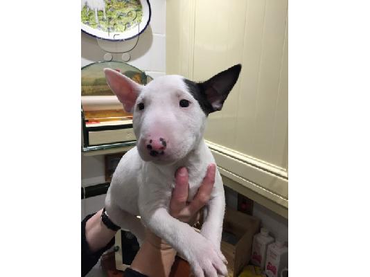 PoulaTo: Μινιατούρα κουτάβια Bull Terrier