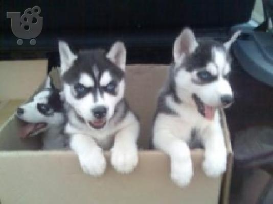 Πωλουνται SIBERIAN HUSKY Σιβηριανός Χάσκι