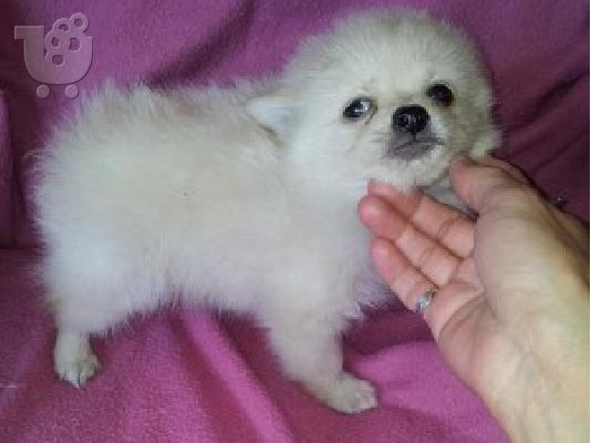 POMERANIAN