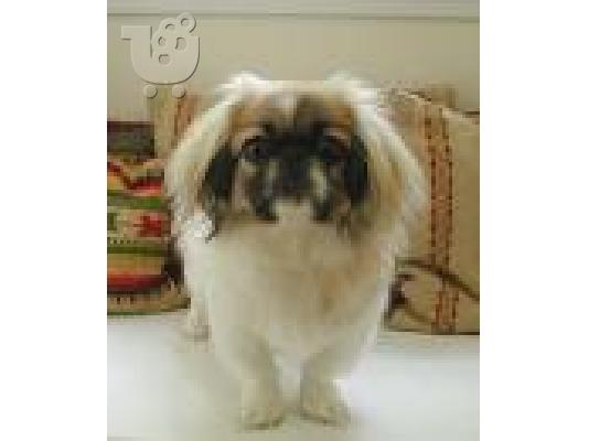 PoulaTo: Pekingese Πεκινουά