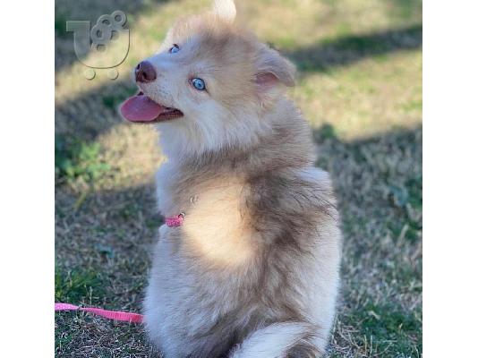 PoulaTo: κουτάβια pomsky