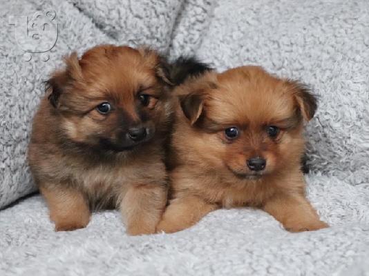 Κουτάβια Pomeranian