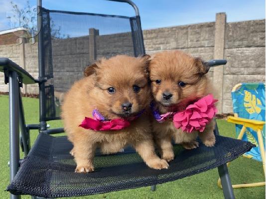 Χαριτωμένα κουτάβια Pomeranian