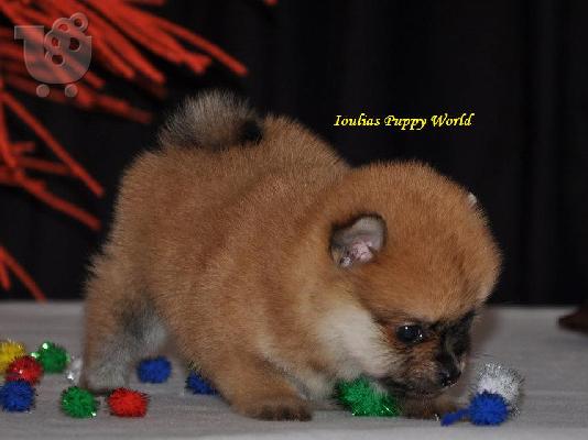 Pomeranian Toy
