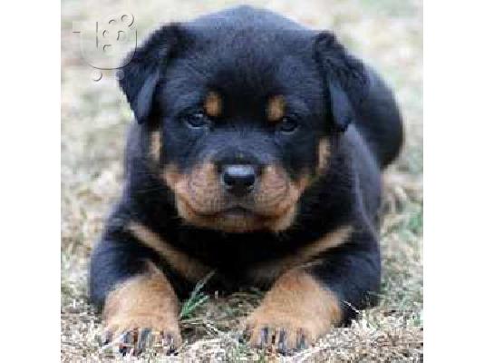 PoulaTo: [ROTTWAILER ( ΡΟΤΒΑΙΛΕΡ)] Ροτβάιλερ