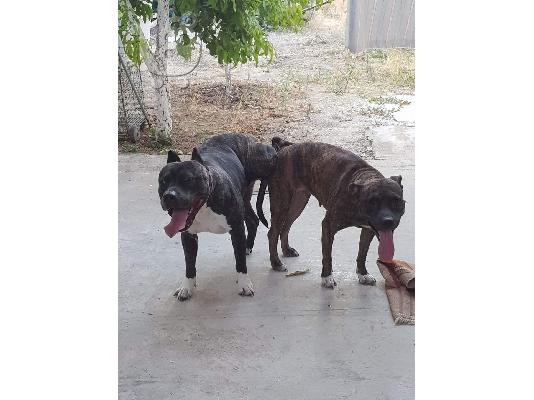PoulaTo: American pitbull terrier