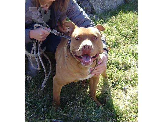 American pitbull terrier 