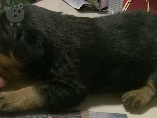 Rottweiller