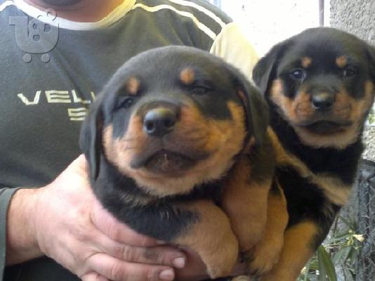 PoulaTo: Rottweiler