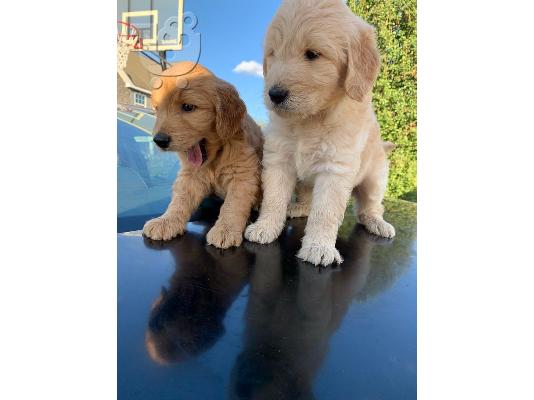 PoulaTo: Διαθέσιμα κουτάβια Goldendoodle