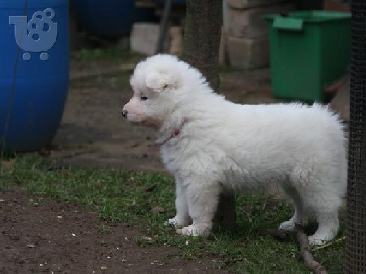 Εκπληκτική λευκό Samoyed κουτάβια.