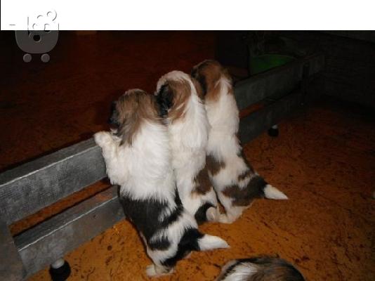 PoulaTo: shih czu