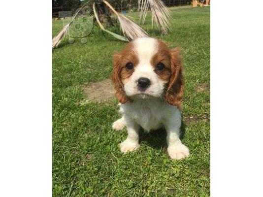 PoulaTo: Cavalier King Charles Spaniel