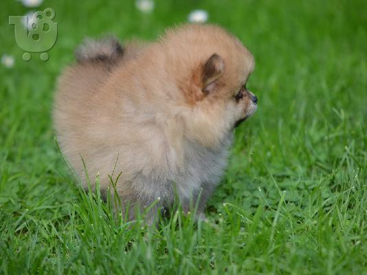 Pomeranian Spitz όμορφα κουτάβια