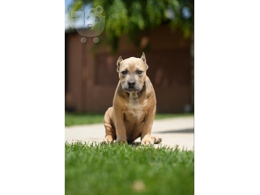 XL American Bully κουτάβια