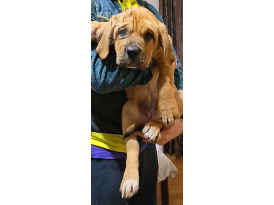 Κουτάβια Bandog προς πώληση