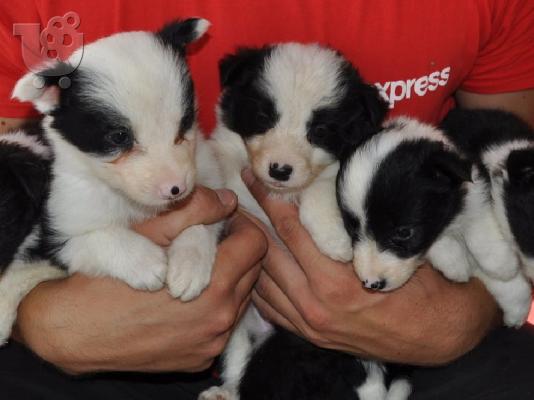 Κουτάβια Border Collie