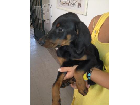 PoulaTo: Doberman