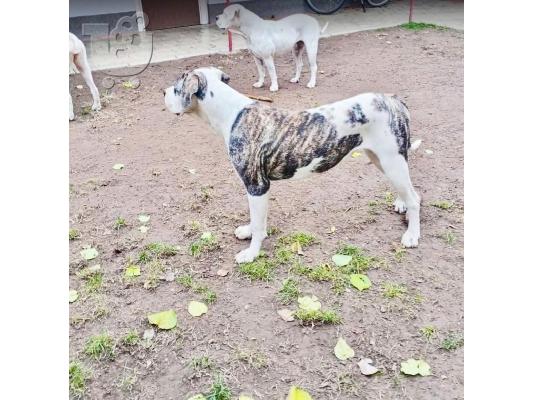 PoulaTo: Πωλούνται θηλυκά American Bulldog