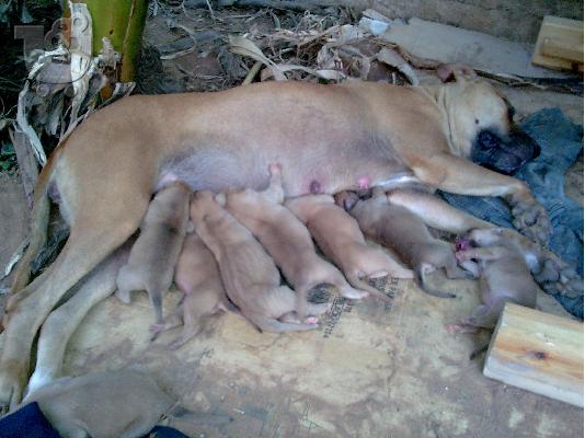 PIT BULL Πίτμπουλ