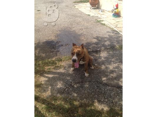 pit bull