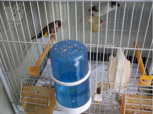 Birds