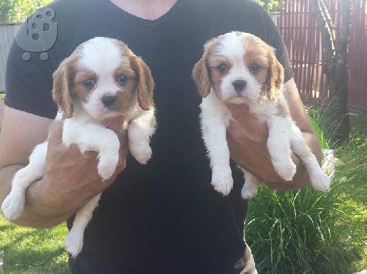PoulaTo: king charles cavalier