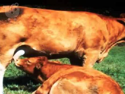 ΑΓΡΙΟΚΑΤΣΙΚΑ ΕΛΑΦΙΑ ΧΟΙΡΙΝΑ ΜΙΣΑΔΙΑ ΜΟΣΧΑΡΙΑ ΑΓΡΙΟ ΠΡΟΒΑΤΑ — Βαθύ ...