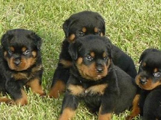 Πωλουνται 8 καθαροαιμα νεογεννητα rottweiler
