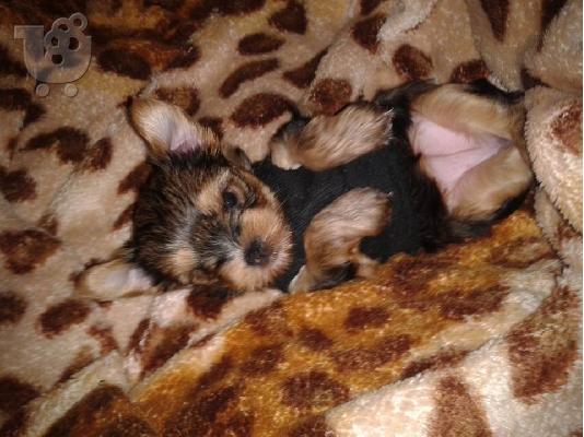 yorkshire terrier
