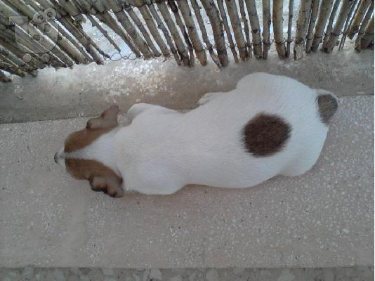 Jack Russell Terrier