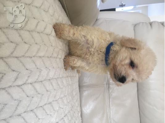 PoulaTo: Κουτάβια Maltipoo - Άνδρες και γυναίκες