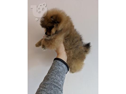 Όμορφα κουτάβια Pomeranian για καλό σπίτι