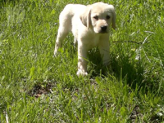 PoulaTo: Labrador με Pedigree