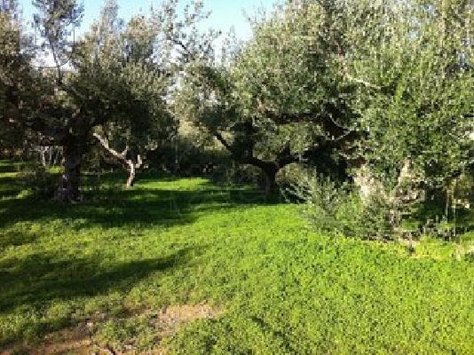 ΟΙΚΟΠΕΔΟ 13000ΤΜ