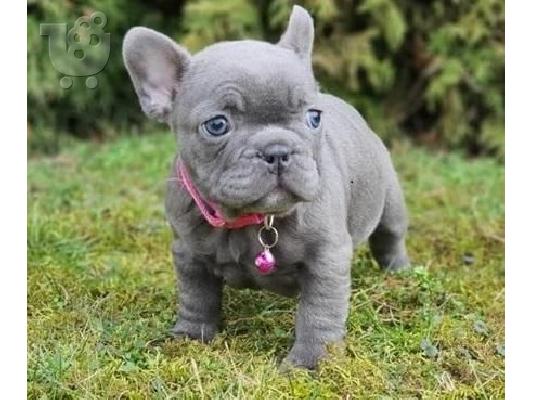 PoulaTo: Beautiful French bulldog Puppies