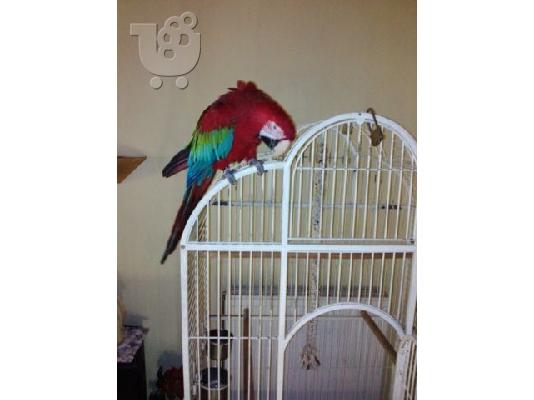 PAPAGALOS macaw